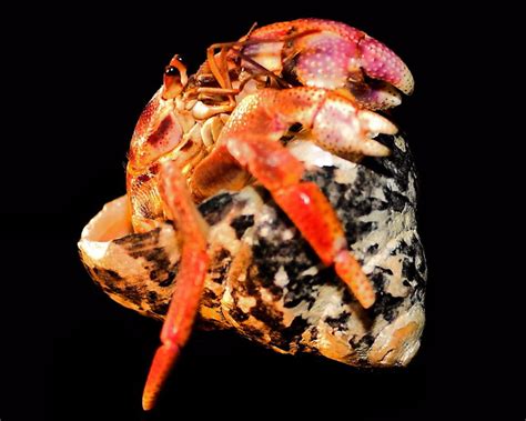 hermes crab|hermit crab larvae.